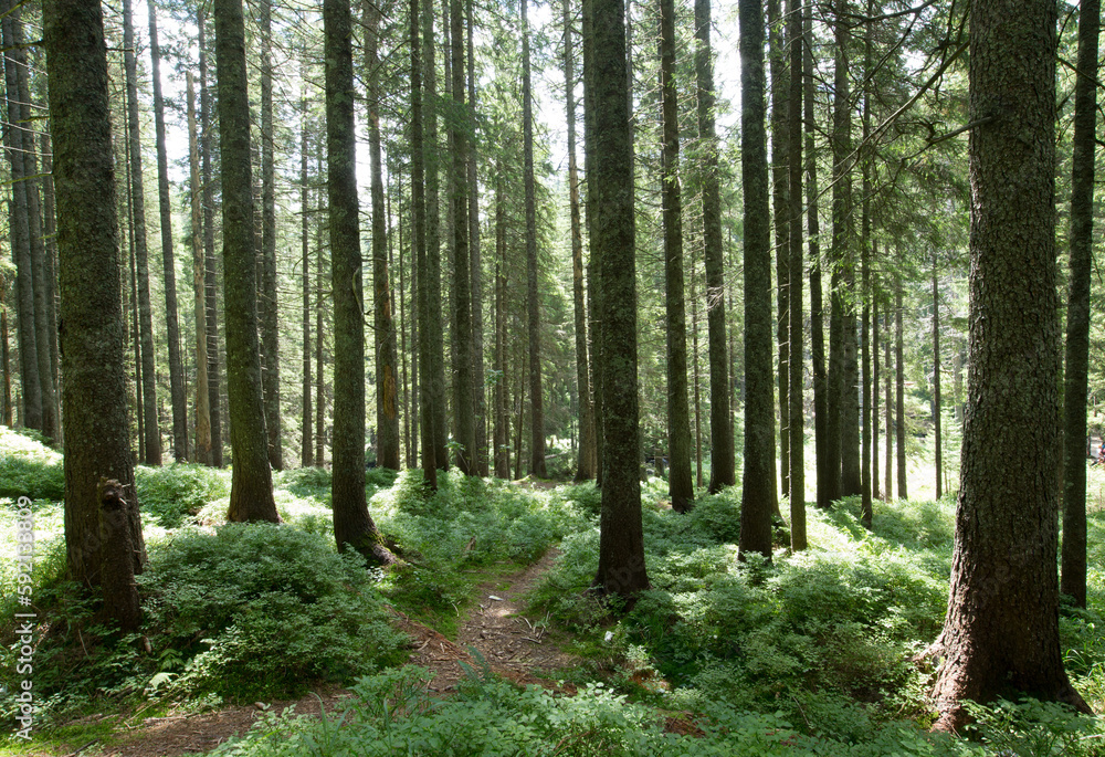 Forest trees. nature green wood sunlight backgrounds Forest trees. nature green wood sunlight backgrounds
