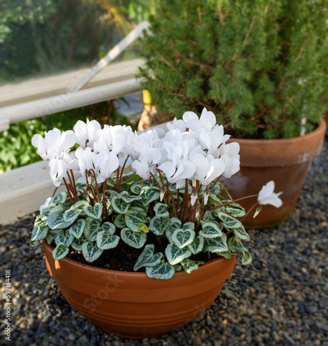 White cyclamen in a flower pot