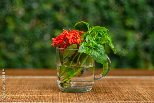 xícara de vidro sobre uma mesa de madeira, com folhas de espinafre orgânico e florezinhas vermelhas colhidas em plantação caseira. photo