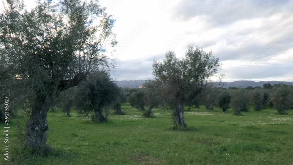 An olive grove with green grass and the sky full of gray clouds, spring An olive grove with green grass and the sky full of gray clouds, spring