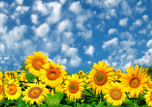 Field of sunflowers under blue sky.