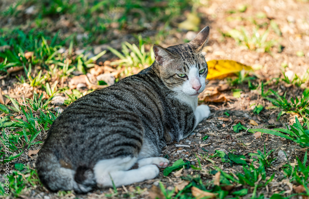 The portrait of a beautiful Asian cat rests in a park, full body of a beautiful cat, stripe fur pattern, green eyes, natural light.