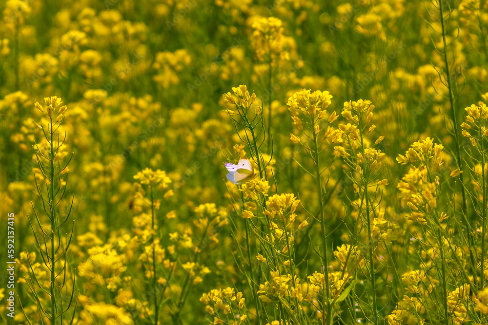 Blooming yellow flower in a field on a sunny day in summer