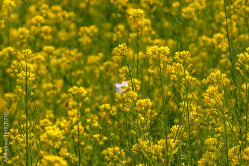 Blooming yellow flower in a field on a sunny day in summer