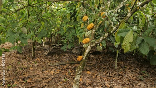 Fresh and ripe pods on a cocoa tree in a cocoa field, in Ivory Coast