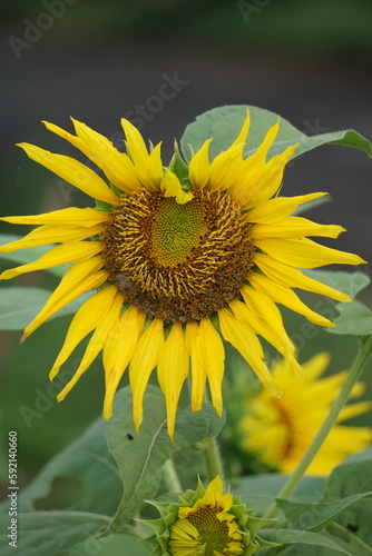 Sunflower  Also called Helianthus annuus  bunga matahari  on the tree. Helianthus annuus is derived from the Greek Helios  sun  and anthos  flower   while the epithet annuus means  annual  in Latin.