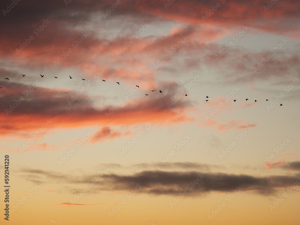 sunset in the clouds with birds
