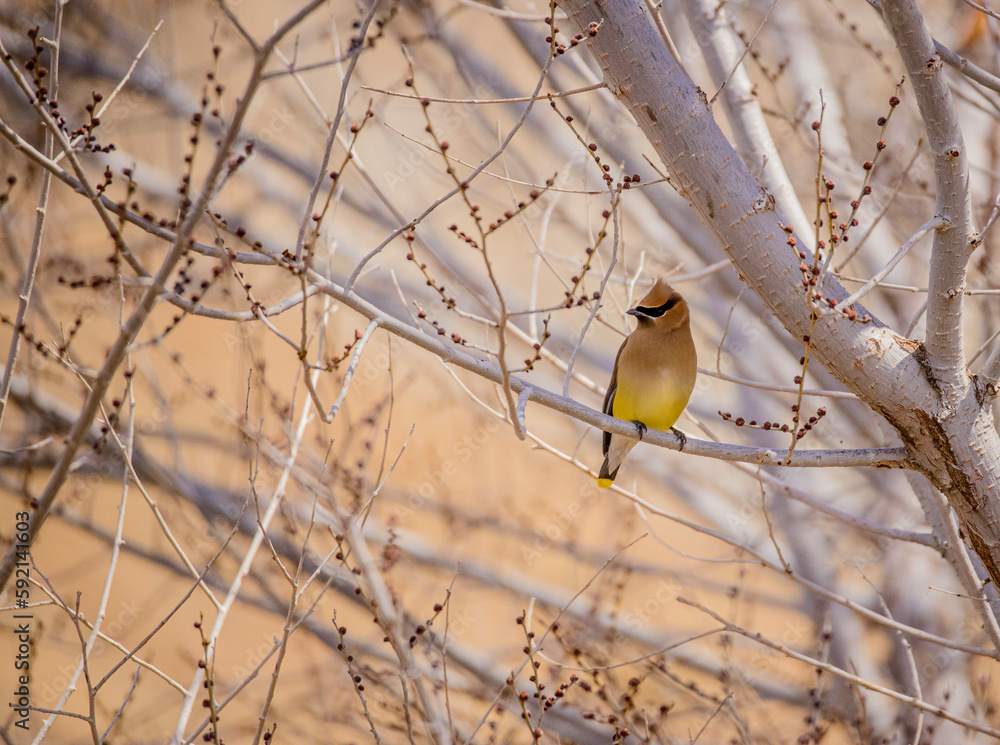 Naklejka premium yellow wagtail on a branch
