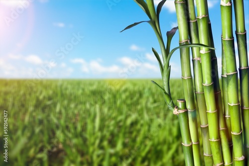 Fototapeta Naklejka Na Ścianę i Meble -  Sugar cane green plantation background.