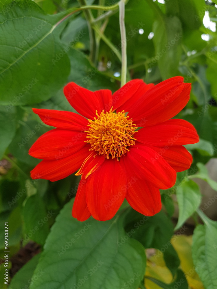 red and yellow flower red and yellow flower