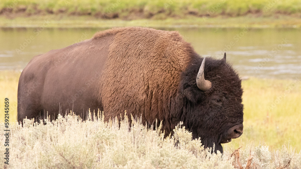 American Bison Buffalo bull next to Yellowstone River in Hayden Valley in Yellowstone National Park United States