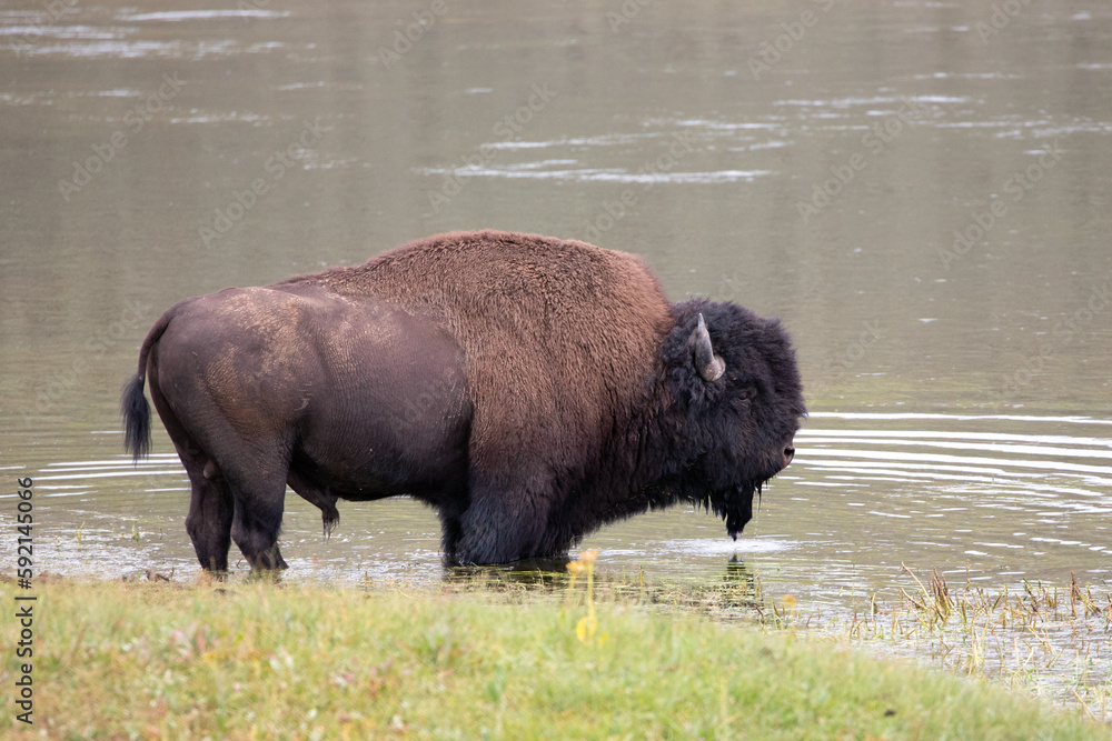 Bison Buffalo bull standing in Yellowstone River in Hayden Valley in Yellowstone National Park United States Bison Buffalo bull standing in Yellowstone River in Hayden Valley in Yellowstone National Park United States