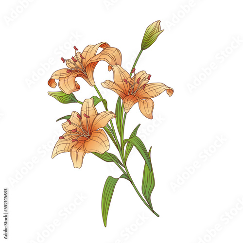 Vector bouquet of lily flowers. Bright illustration of lillies for romantic events design, card, poster, banner, flower shop decoration.