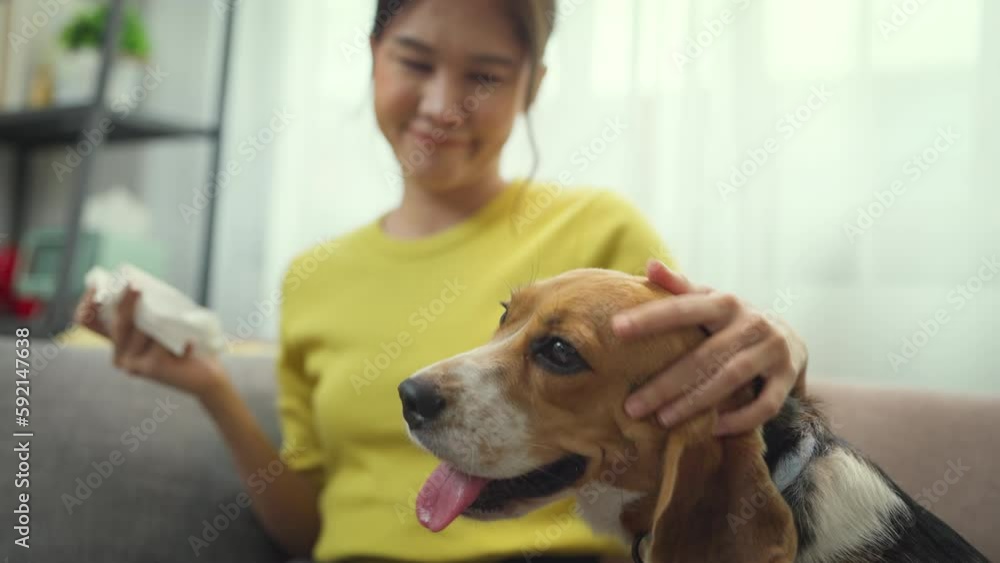 Asian young woman has an allergic reaction to her dog's fur. Human and pet health care. Stay at home. Asian young woman has an allergic reaction to her dog's fur. Human and pet health care. Stay at home.
