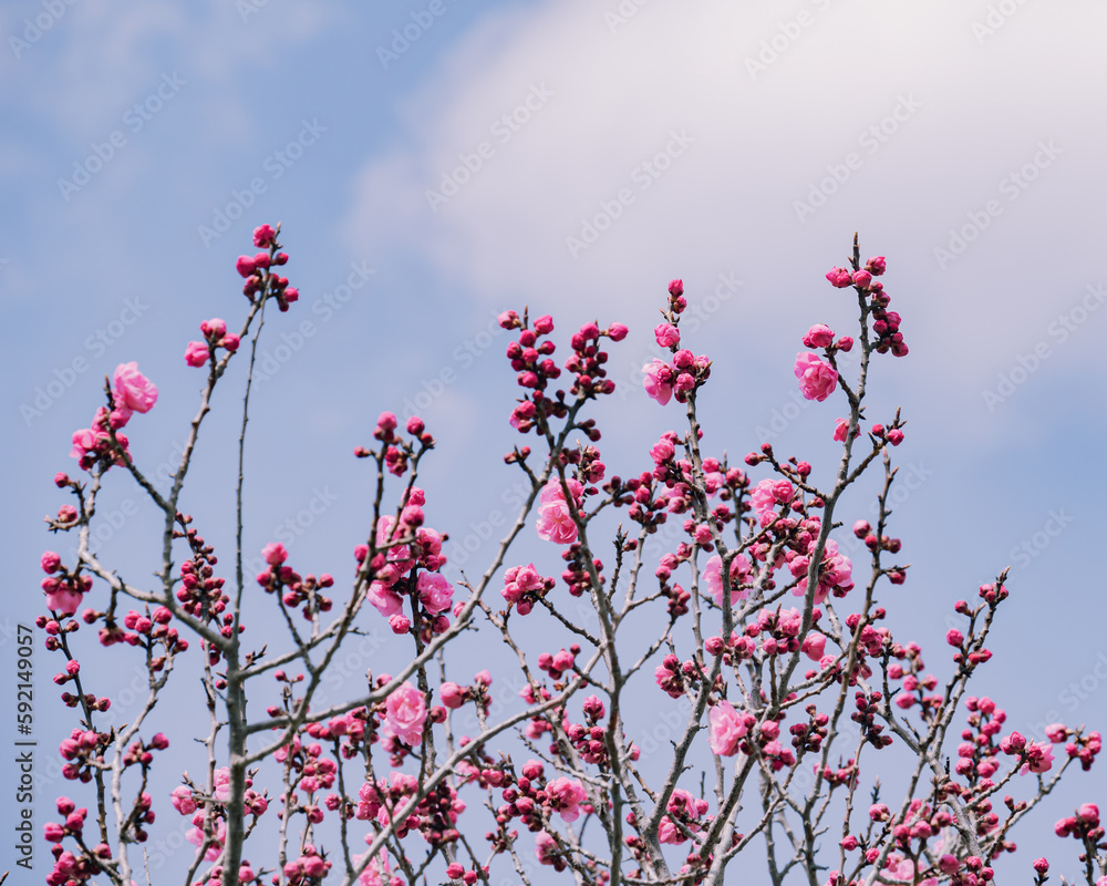 北海道神宮の紅梅と雲 / Red Japanese plum blossoms and clouds at Hokkaido Shrine 北海道神宮の紅梅と雲 / Red Japanese plum blossoms and clouds at Hokkaido Shrine