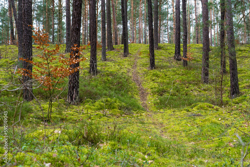 Kiefernwald auf Binnendüne in der Oberlausitzer Heide- und Teichlandschaft 15