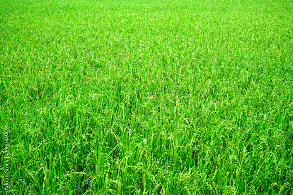 The rice sprouts are sprouting like soft grains looks beautiful in the whole field. The rice sprouts are sprouting like soft grains looks beautiful in the whole field.