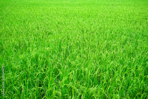 The rice sprouts are sprouting like soft grains looks beautiful in the whole field. 