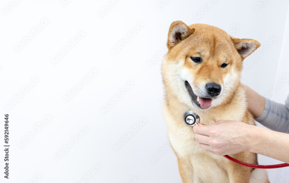 a dog at a vet's appointment with a stethoscope