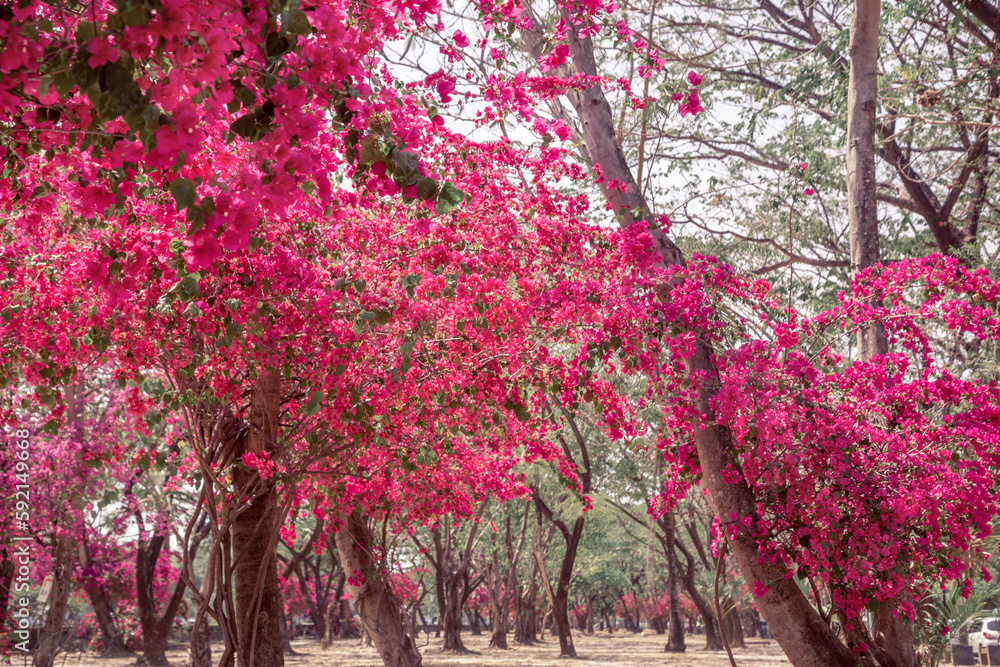 Naklejka premium a park with flowering trees. Gardens in Asia. Pink flowers on a tree, a beautiful alley.
