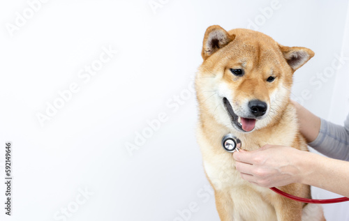a dog at a vet's appointment with a stethoscope © I