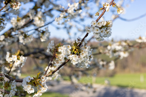 Blühende Apfelbäume, Landwirtschaft, Frühling, Sonne, Blüte, Natur, März, Ostern