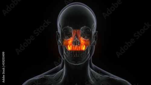 3D Illustration of Human Skeleton System Skull Bone Parts Maxilla Anatomy 