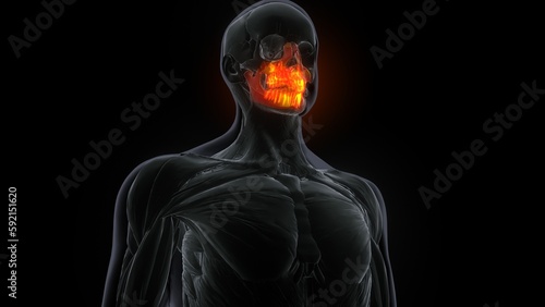 Human Skeleton Skull Maxillal Bone Anatomy .3D Illustration 