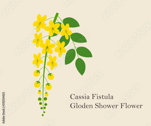 Vector illustration, Kanikonna or cassia fistula, also called golden shower flower