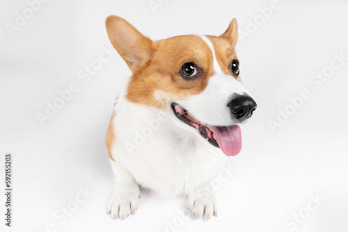 A smiling corgi dog, happy, closeup, clean background