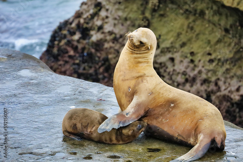 A mother sea lion nursing her pup in La Jolla California.