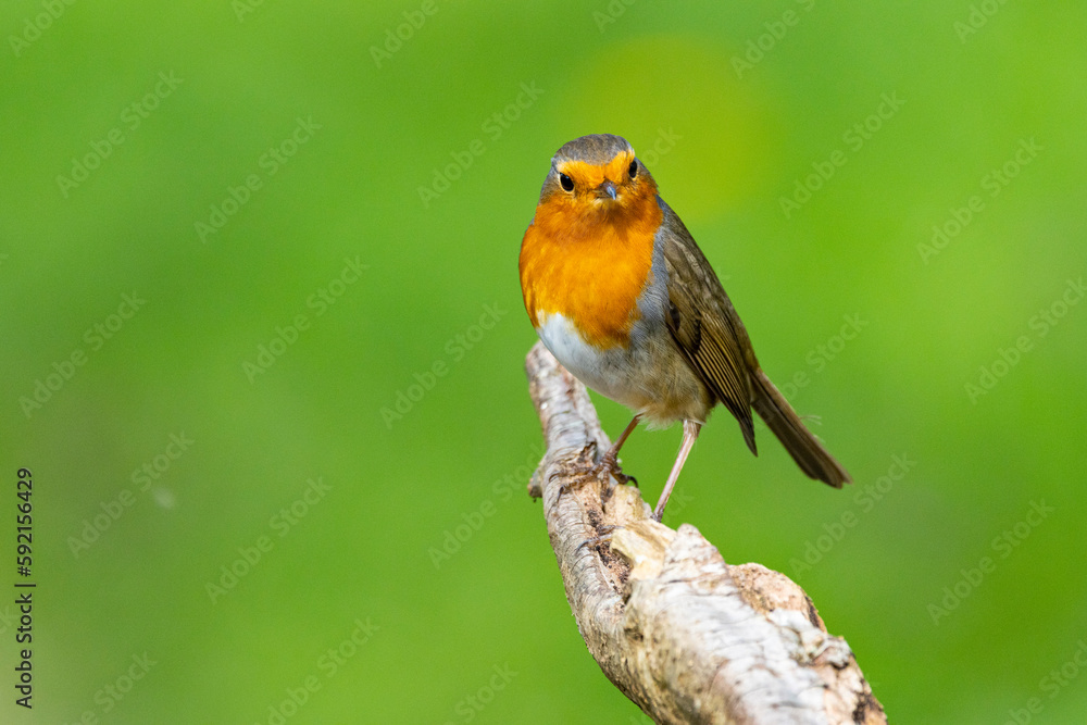 Rotkehlchen (Erithacus rubecula) Rotkehlchen (Erithacus rubecula)