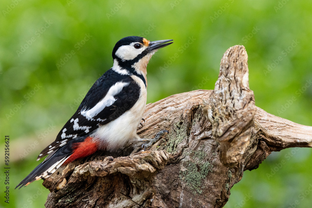 Buntspecht (Dendrocopos major)