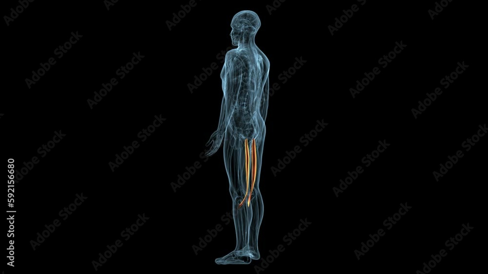 man sartorius muscle anatomy system.3d render man sartorius muscle anatomy system.3d render