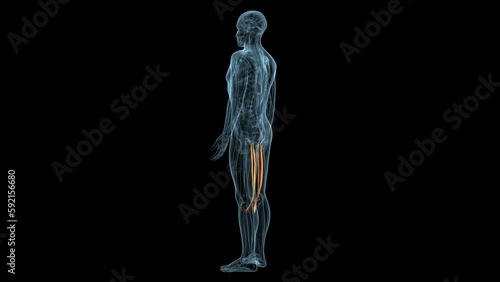 man sartorius muscle anatomy system.3d render photo