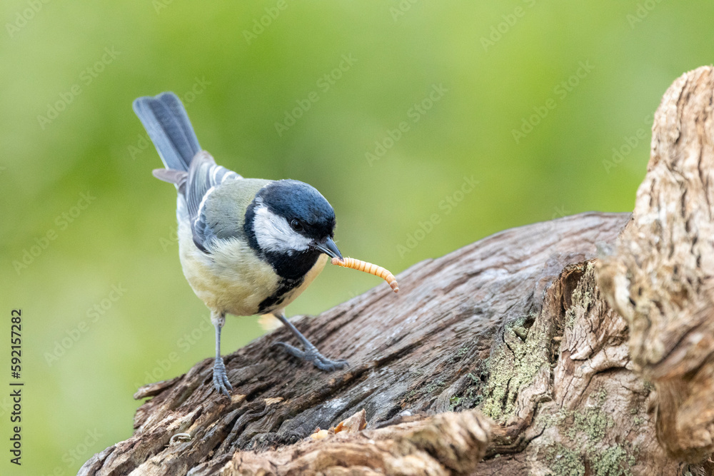 Fototapeta premium Kohlmeise (Parus major)