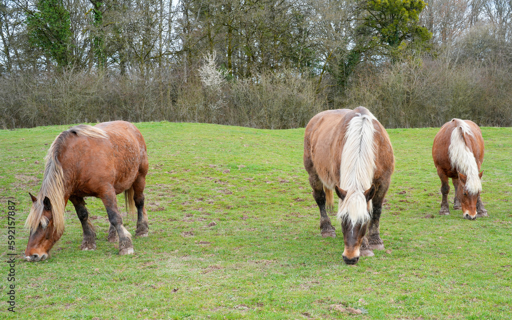 Comtois Pferd im Winterkleid auf einer Weide Comtois Pferd im Winterkleid auf einer Weide