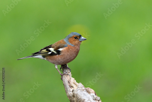 Buchfink (Fringilla coelebs)