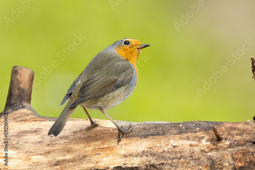 Rotkehlchen (Erithacus rubecula)