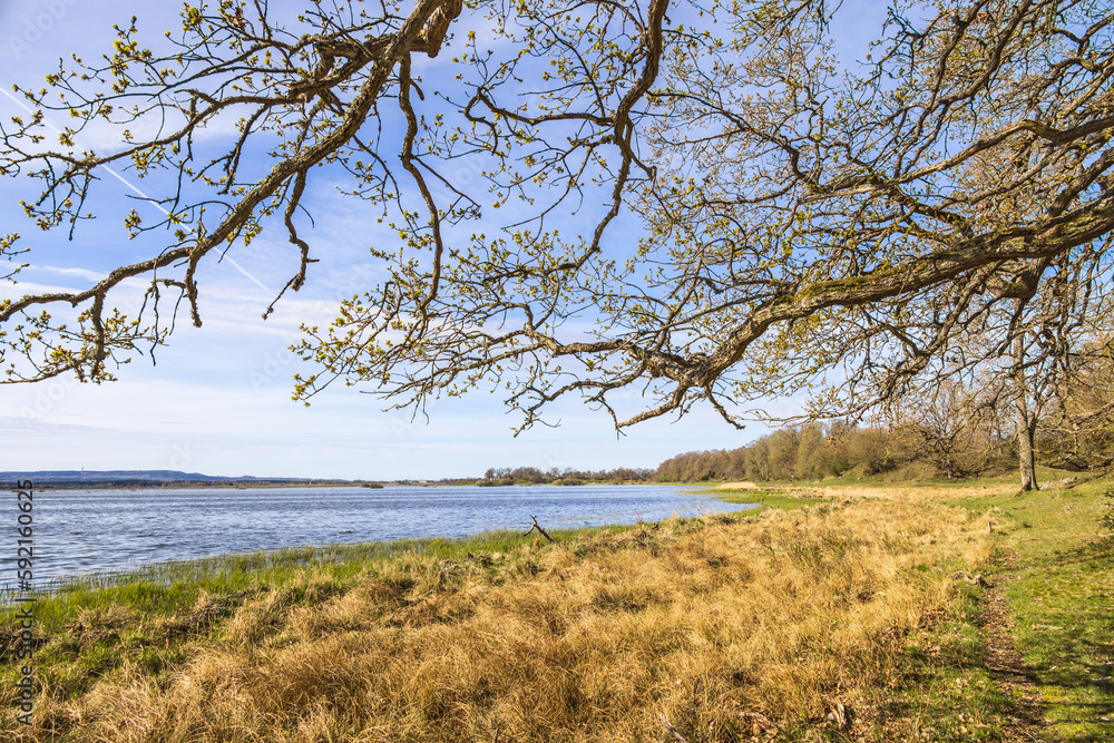 Hanging tree branches by a lakeshore at springtime Hanging tree branches by a lakeshore at springtime