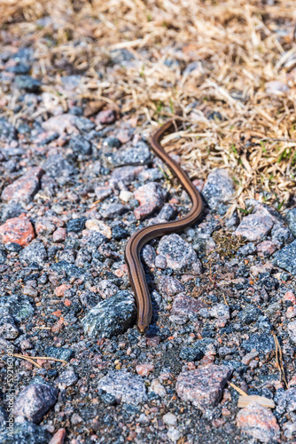 Slow worm crawling on the ground