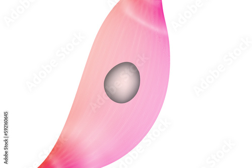 smooth cell