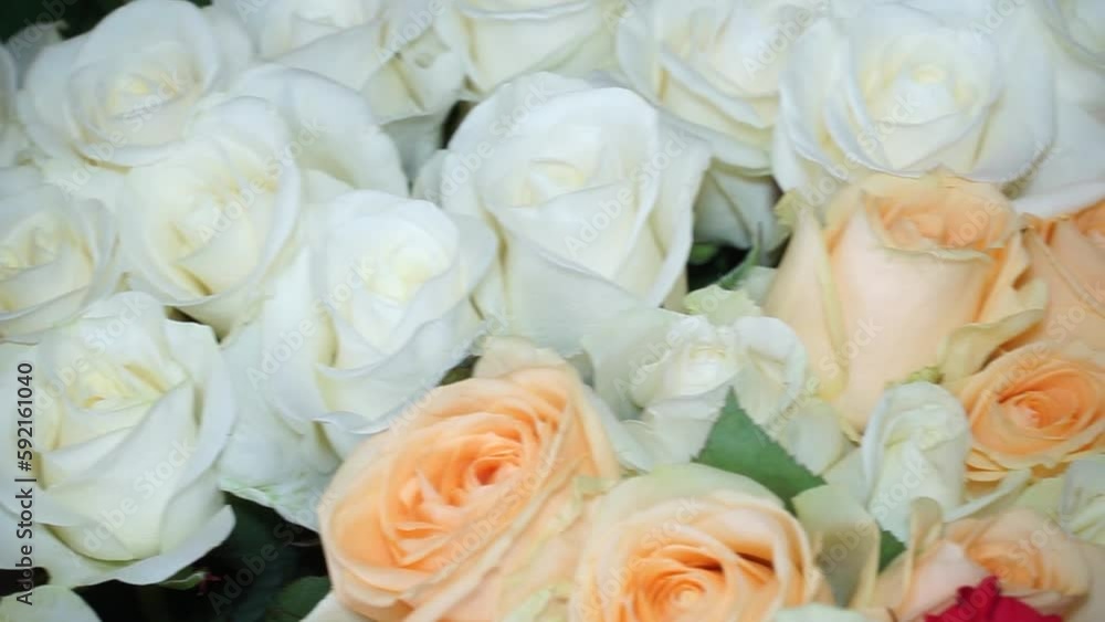Yellow and white roses close-up. The camera moves from left to right Yellow and white roses close-up. The camera moves from left to right