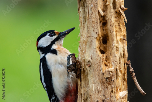 Buntspecht (Dendrocopos major)