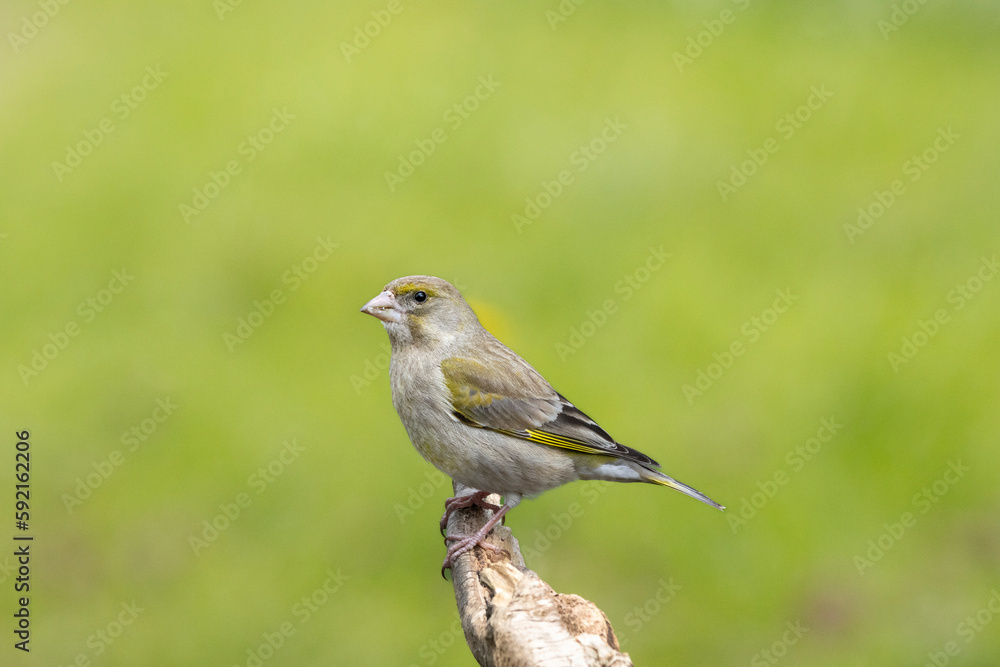 Grünfink (Chloris chloris) Grünfink (Chloris chloris)