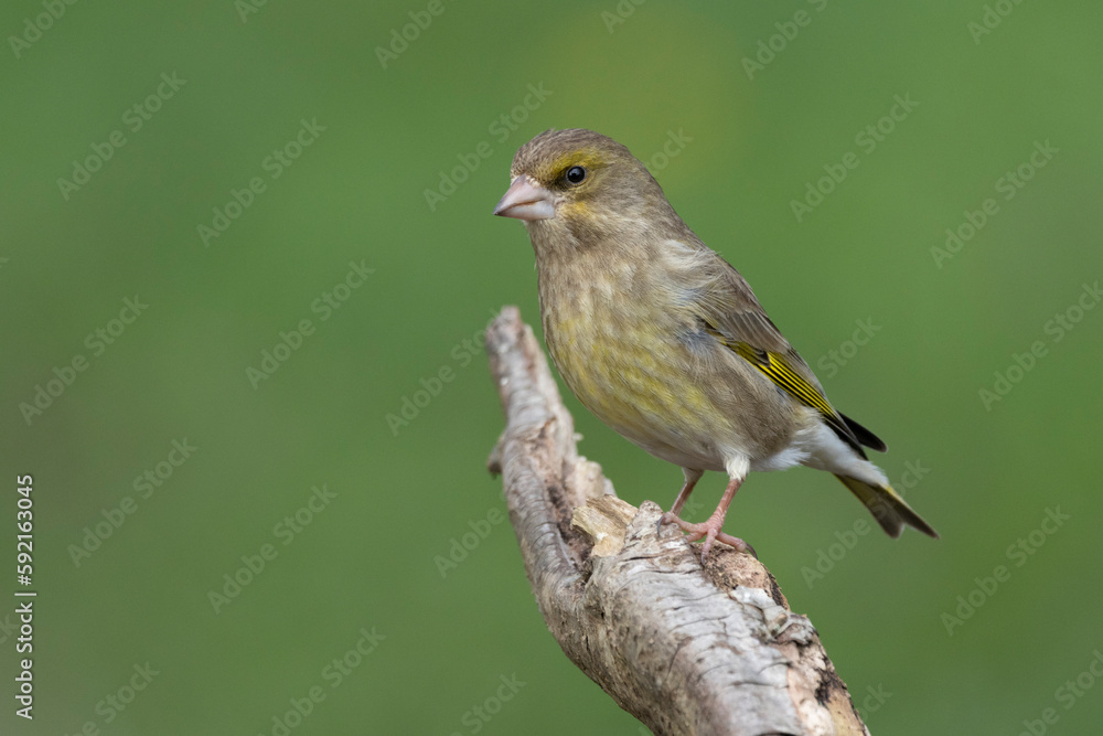 Grünfink (Chloris chloris) Grünfink (Chloris chloris)