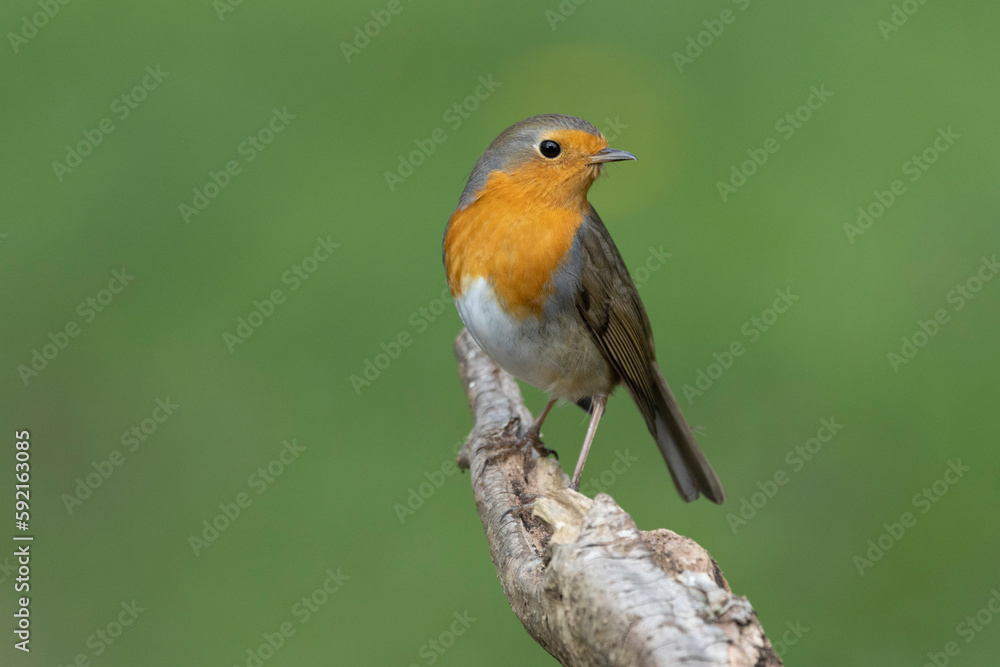 Rotkehlchen (Erithacus rubecula) Rotkehlchen (Erithacus rubecula)
