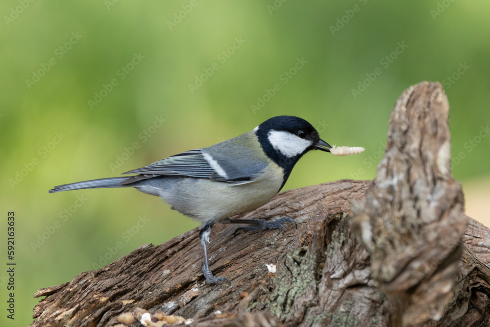 Kohlmeise (Parus major)