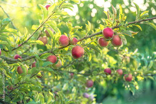 Frische Äpfel am Baum beim Morgenlicht