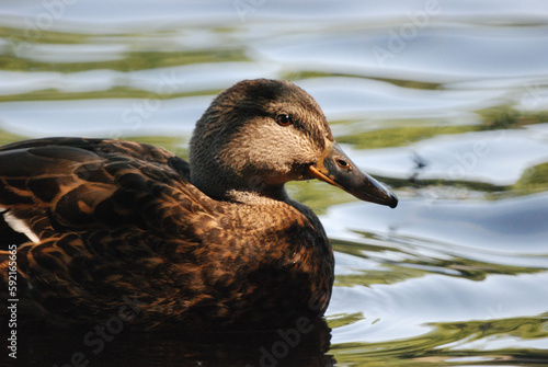 Beautiful view of a duck floating in the Stadtwald lake in Krefeld, Germany